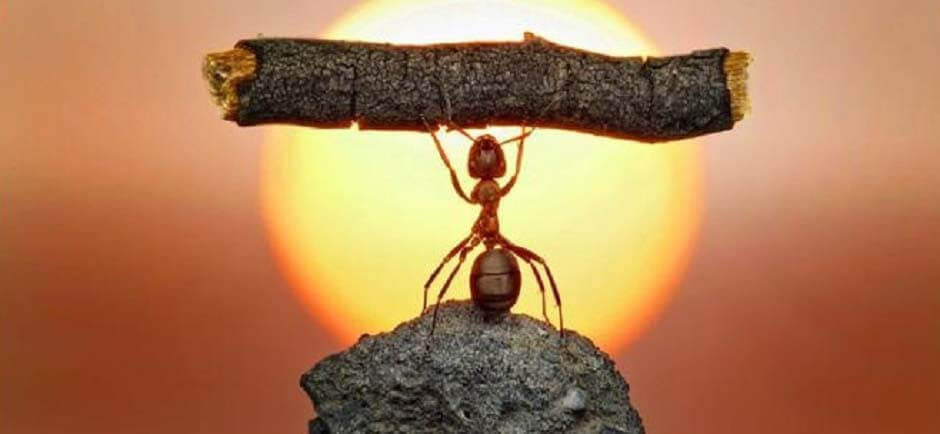 Un gran sol, que delante hay una hormiga que levanta una rama con sus patitas sobre una piedra, representa que si se puede